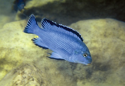 Pseudotropheus williamsi 'Chizumulu Island'